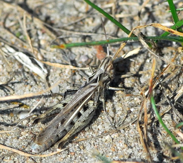 Verkannter Grashpfer Chorthippus cf. mollis Sep 2009 Htt. an A67 und Dnen NIKON 019