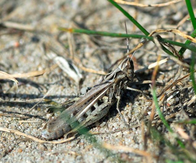 Verkannter Grashpfer Chorthippus cf. mollis Sep 2009 Htt. an A67 und Dnen NIKON 020