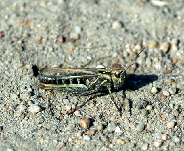 Verkannter Grashpfer Chorthippus cf. mollis Sep 2009 Htt. an A67 und Dnen NIKON 024