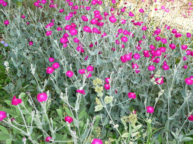 Vexiernelke (Lychnis coronaria) - Vorgarten - Jun07