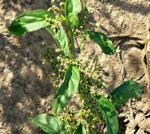 Vielsamiger Gnsefu (Chenopodium polyspermum).kl.1