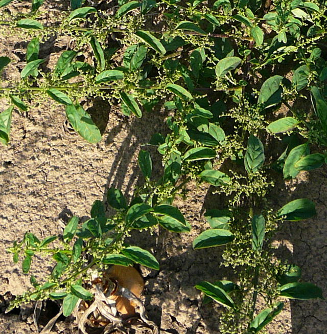 Vielsamiger Gänsefuß (Chenopodium polyspermum). Aug 2009 Hüttenfeld Insekten 018a