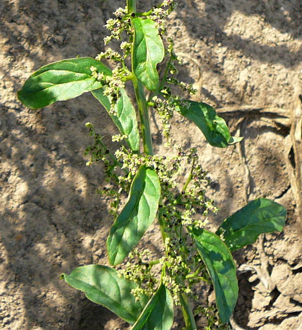 Vielsamiger Gänsefuß (Chenopodium polyspermum). Aug 2009 Hüttenfeld Insekten 019a