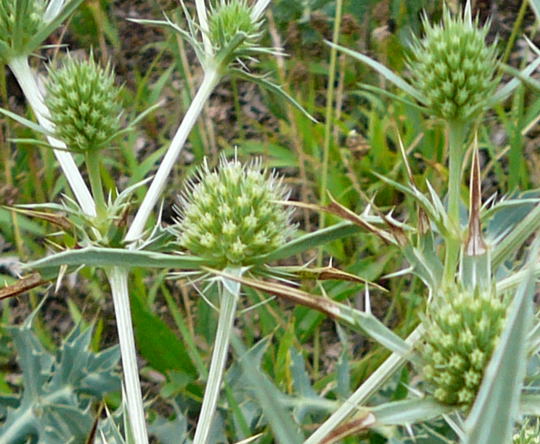 W Feld-Mannstreu Juli 2008 Streng geschtzt Wildblumen & Schmetterlinge Htt 012