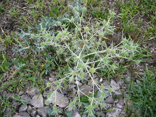 W Feld-Mannstreu Juli 2008 Streng geschtzt! Wildblumen & Schmetterlinge Htt 011