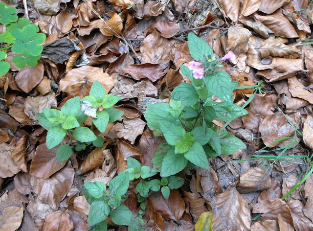 Wald-Bergminze Calamintha menthifolia Sep 2009 Htt. Garten u. Viernheimer Wald 020