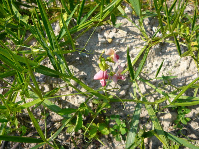 Wald-Platterbse Lathyrus sylvestris  Juni 2010 Viernheimer Heide NSG Glockenbuckel 081