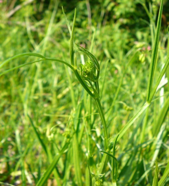 Wald-Platterbse Lathyrus sylvestris  Juni 2010 Viernheimer Heide NSG Glockenbuckel 082