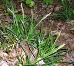 Wald-Segge (Carex sylvatica) kl.
