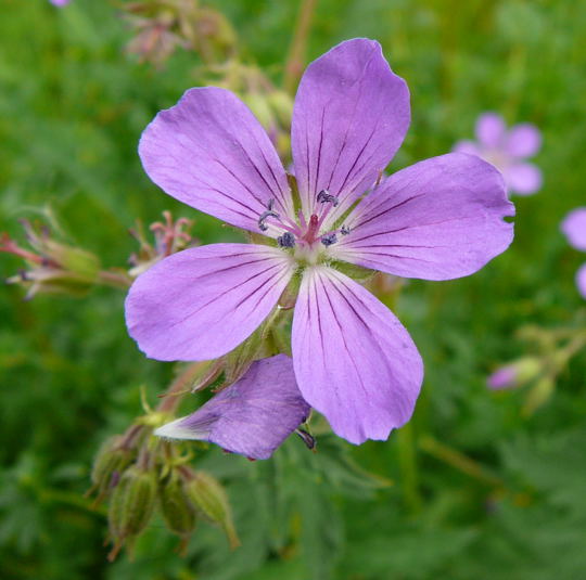 Wald-Storchschnabel Geranium sylvaticum Mai 2008 Merklingen Wildblumen Bayern Augsburg Reise James Cook 008