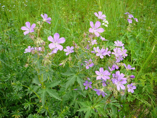 Wald-Storchschnabel  Geranium sylvaticumMai 2008 Merklingen Wildblumen Bayern Augsburg Reise Merklingen Schw. Alb 007