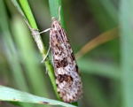 Wanderznsler Nomophila noctuella 1-kl.