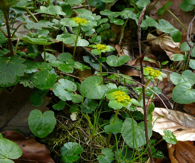 Wechselblttrige Milzkraut (Chrysosplenium alternifolium) April 2010 Odenwald, Erlenbach, Bonsweiher 079