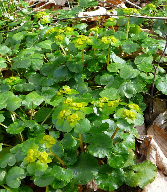 Wechselblttrige Milzkraut (Chrysosplenium alternifolium) April 2010 Odenwald, Erlenbach, Bonsweiher 081