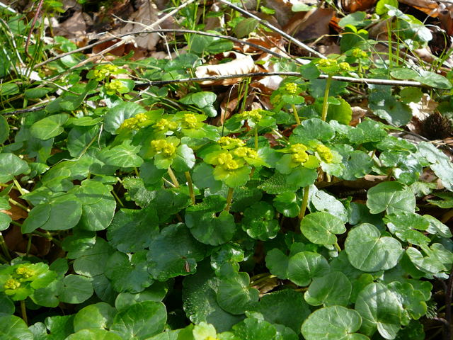 Wechselblttrige Milzkraut (Chrysosplenium alternifolium) April 2010 Odenwald, Erlenbach, Bonsweiher 082