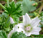 Weg-Malve (Malva neglecta) kl.