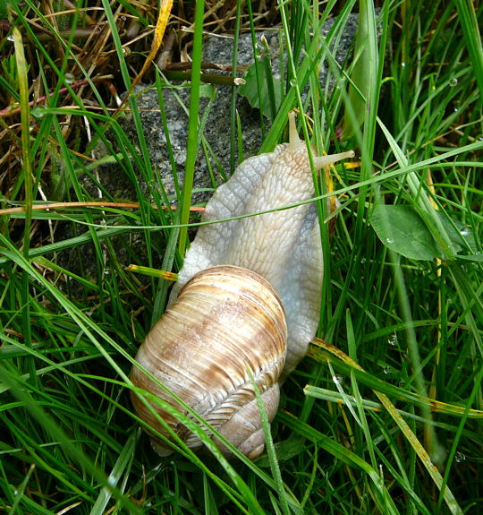 Weinbergschnecke Sep 2008 Wildblumen Huett 007