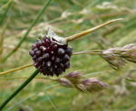 Weinbergslauch kl.