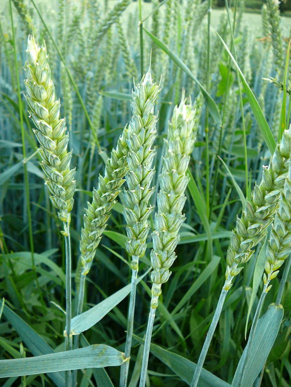 Weizen Triticum L. Juni 2010 Viernheimer Heide u. Kfertal Blumen 039