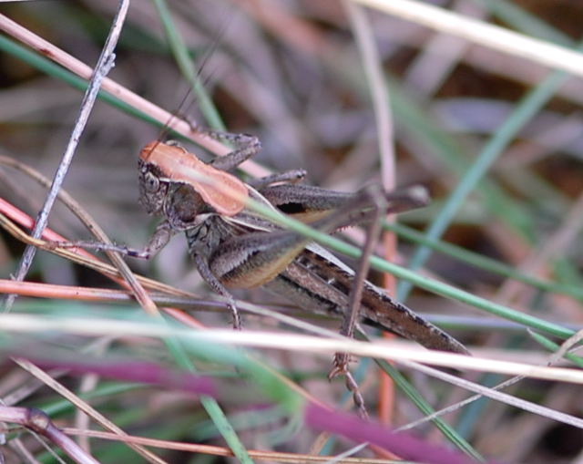 Westliche Beischrecke - Platycleis albopunctata Juli 09 Biotop Rote Erde Lorsch NIKON 154