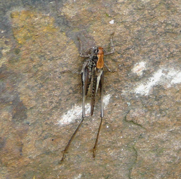 Westliche Beischrecke Juli 09 Huettenfeld u. Biotop Rote Erde Lorsch 076