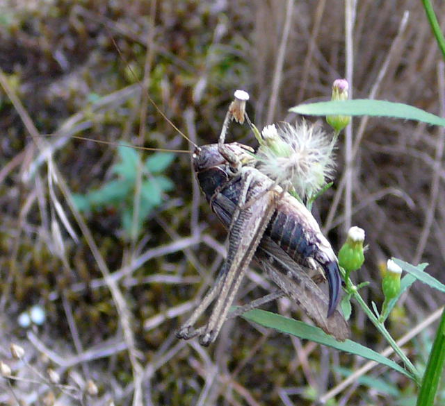 Westliche Beißschrecke (Platycleis albopunctata) Weibchen Sept 2010 Huett u. Viernheimer Glockenbuckel Insekten 078