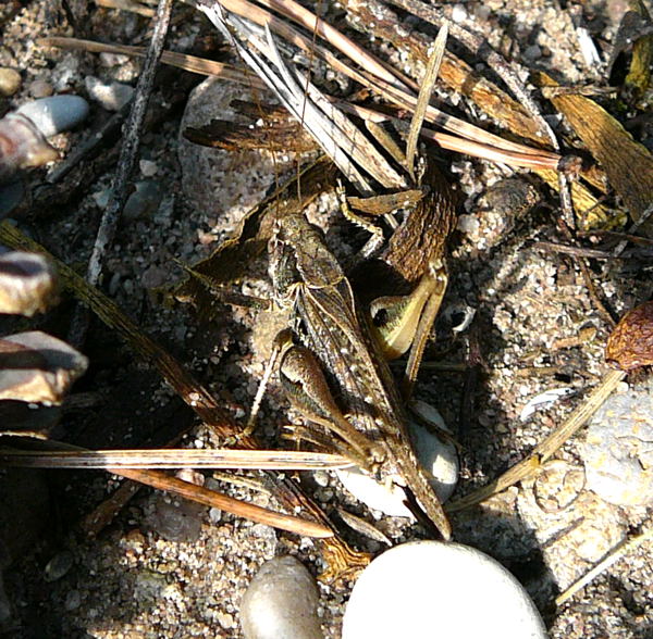 Westliche Beißschrecke (Platycleis albopunctata) Weibchen Sept 2010 Viernheimer Glockenbuckel Blumen 049