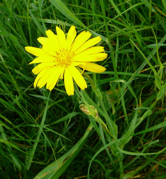 Wiesen-Bocksbart Tragopogon pratensis Mai 2008 Gruibingen Wildblumen Bayern Augsburg Reise James Cook 047