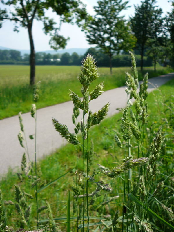 Wiesen-Knuelgras Dactylis glomerata Mai 2010 Hemsbach Graben Wiese Storch, Blumen u. Insekten 042