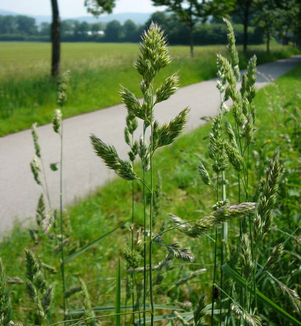 Wiesen-Knuelgras Dactylis glomerata Mai 2010 Hemsbach Graben Wiese Storch, Blumen u. Insekten 042a