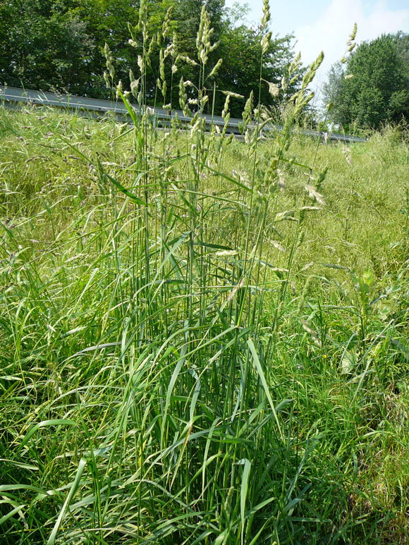 Wiesen-Knuelgras  Dactylis glomerata Mai 2010 Hemsbach Graben Wiese Storch, Blumen u. Insekten 040