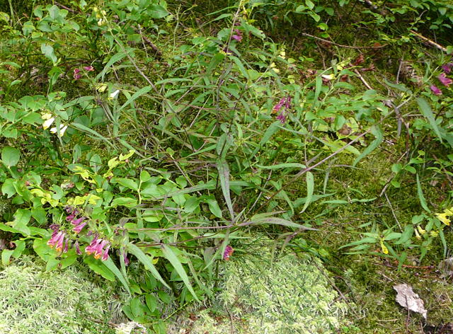 Wiesen-Wachtelweizen (Melampyrum pratense Urlaub 2009 bad neustadt u. schiefergebirge thringen 110