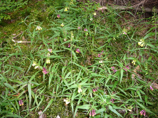 Wiesen-Wachtelweizen (Melampyrum pratense Urlaub 2009 bad neustadt u. schiefergebirge thringen 111