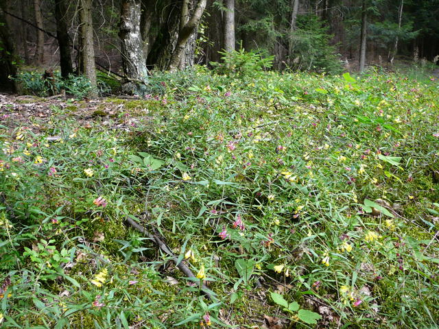 Wiesen-Wachtelweizen (Melampyrum pratense Urlaub 2009 bad neustadt u. schiefergebirge thringen 112