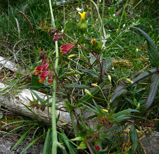 Wiesen-Wachtelweizen (Melampyrum pratense Urlaub 2009 bad neustadt u. schiefergebirge thringen 119