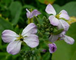 Wiesenschaumkraut kl.