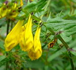 Wiesenwachtelweizen (Melampyrum pratense) gelb kl.