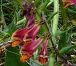 Wiesenwachtelweizen (Melampyrum pratense) rot kl.