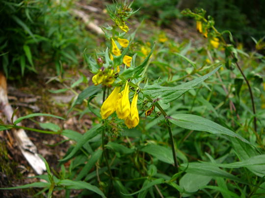 Wiesenwachtelweizen (Melampyrum pratense) Juni 2008 Annweiler Trifels Naturpark Pflzer Wald 079