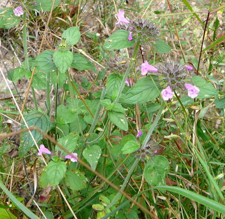Wirbeldost (Calamintha clinopodium = Clinopodium vulgare Sep 2009 Htt. Garten u. Viernheimer Wald 081