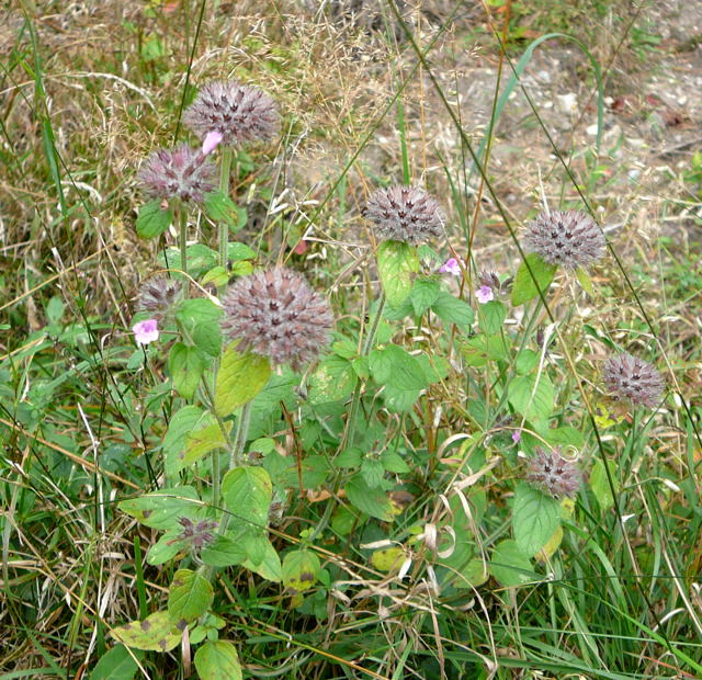 Wirbeldost (Calamintha clinopodium = Clinopodium vulgare Sep 2009 Htt. Garten u. Viernheimer Wald 082