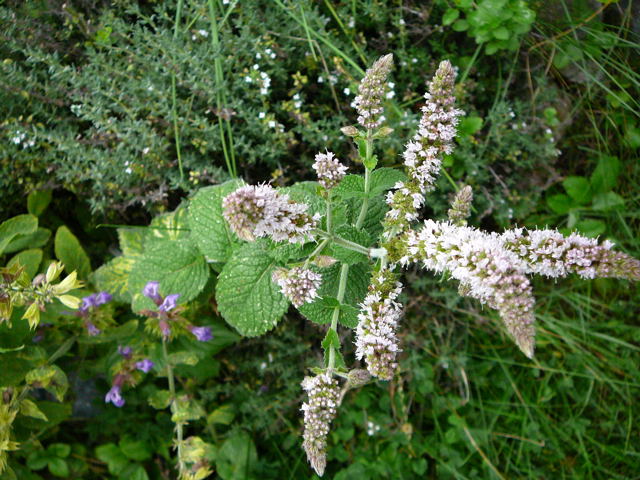 Wollige Apfelminze Mentha x villosa alopecuroides Juli 2008 Wildblumen & Schmetterlinge Htt 079
