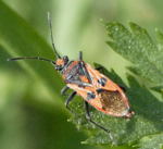 Zimtwanze Corizus hyoscyami kl.