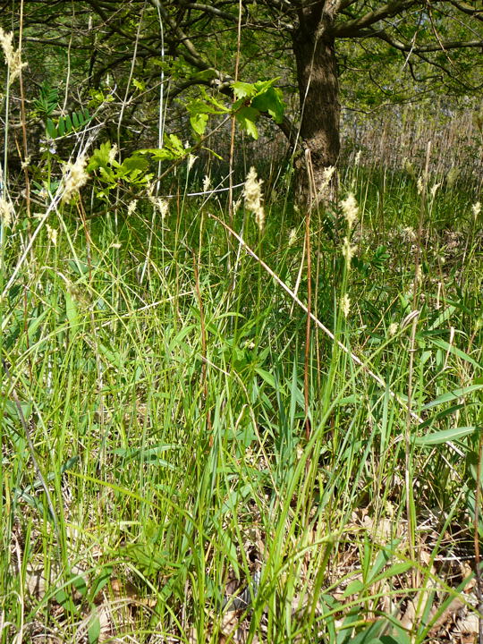 Zittergras-Segge (Carex brizoides) April 09 Geb.Franz & Insekten Httenfeld 008