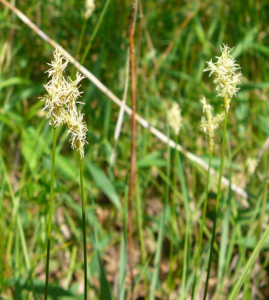 Zittergras-Segge (Carex brizoides)  April 09 Geb.Franz & Insekten Httenfeld 010