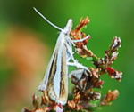 Znsler 3 Catoptria margaritella kl.