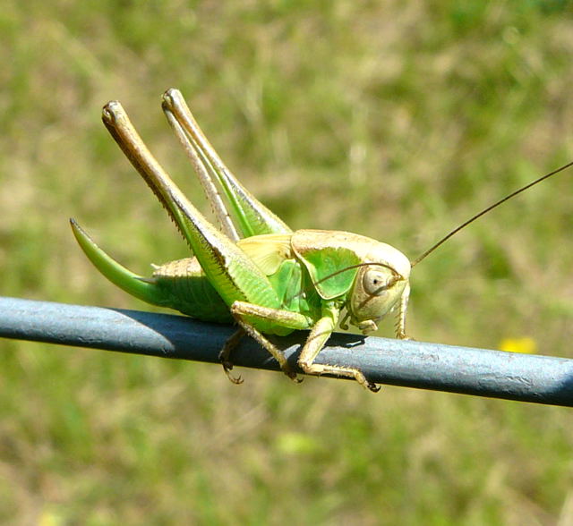 Zweifarbige Beischrecke (Metioptera bicolor) Juni 2010 Viernheim Golfplatz 080a