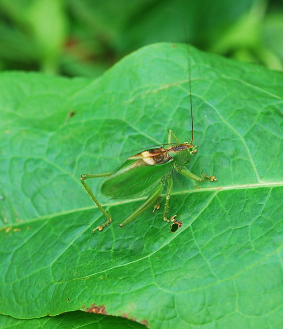 Zwitscherschrecke (Tettigonia cantans). Urlaub 2009 Herkules Sulen u. Benno-Hhle nikon 022