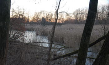 Amphibienbiotop Httenfeld Feb 2008