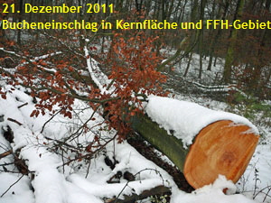 21.12.2011 FFH-Reliktwald Kernflächen-Fällung 024